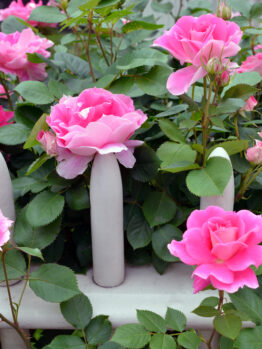 Rose 'Double Pink Knockout®' Bush Rose blooms vividly above a white picket fence, surrounded by lush green foliage.
