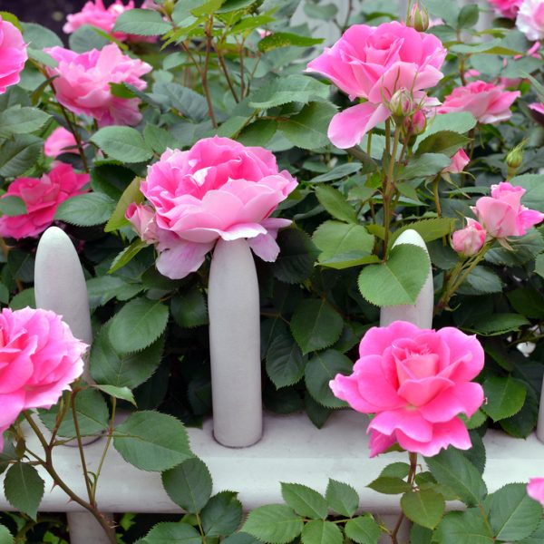 Rose 'Double Pink Knockout®' Bush Rose blooms vividly above a white picket fence, surrounded by lush green foliage.