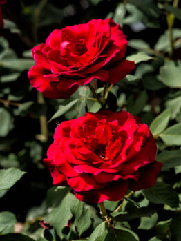 Two vibrant Rose 'Heartfelt' bush blooms with lush green leaves in the background, captured in natural sunlight.