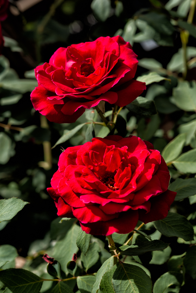 Two vibrant Rose 'Heartfelt' bush blooms with lush green leaves in the background, captured in natural sunlight.