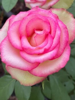 A close-up of a single Rose 'Megan Louise' Bush Form, featuring cream petals edged in pink and surrounded by green leaves.