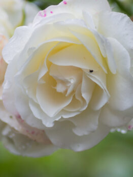 Close-up of a Rose 'Megan Louise' Bush Form in bloom, showcasing white petals with pink speckles, framed by green leaves and a softly blurred background.