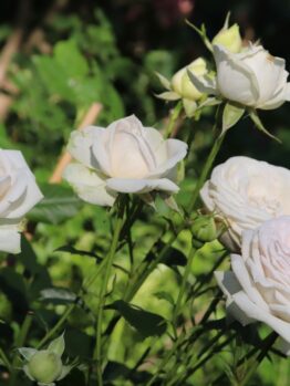 Several Rose 'Maggie™' Bush Form blooms, white and fully open, are shown in sunlight among green leaves and stems in a garden.