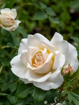A Rose 'Megan Louise' Bush Form in full bloom is accompanied by a smaller rose and a bud, all set against lush green leaves.