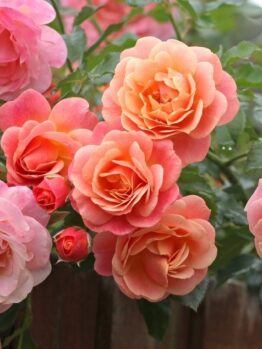 Clusters of peach and pink Rose 'Megan Louise' blooms in full display, set against vibrant green leaves with additional roses and foliage in the background.