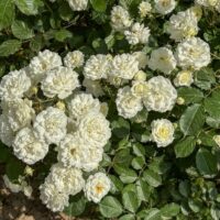 A cluster of Rose 'Megan Louise' Bush Form blooms, surrounded by lush green leaves.