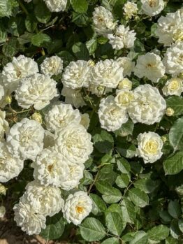 A cluster of Rose 'Megan Louise' Bush Form blooms, surrounded by lush green leaves.