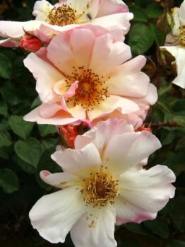 Three pale pink Rose 'Meg' Climbing Roses with yellow centers and visible stamens, surrounded by green leaves and unopened buds.