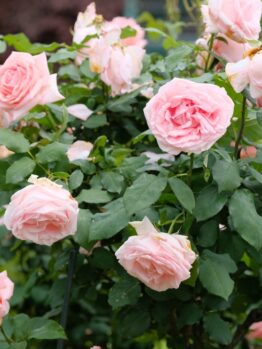 A Rose 'Megan Louise' Bush Form with several blooming pink roses and green leaves, featuring fully open flowers alongside some that are wilting.