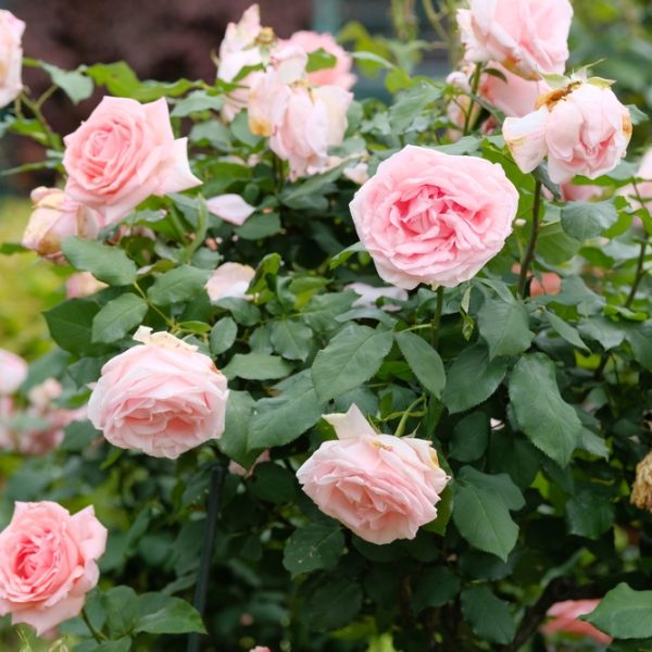 A Rose 'Megan Louise' Bush Form with several blooming pink roses and green leaves, featuring fully open flowers alongside some that are wilting.