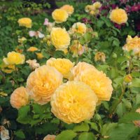 A cluster of blooming Rose 'Megan Louise' Bush Form flowers, with vibrant yellow petals, is surrounded by lush green leaves and other garden blooms.