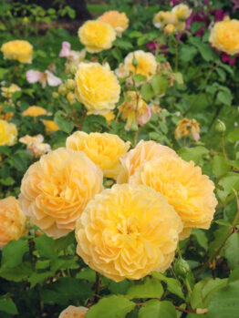 A cluster of blooming Rose 'Megan Louise' Bush Form flowers, with vibrant yellow petals, is surrounded by lush green leaves and other garden blooms.