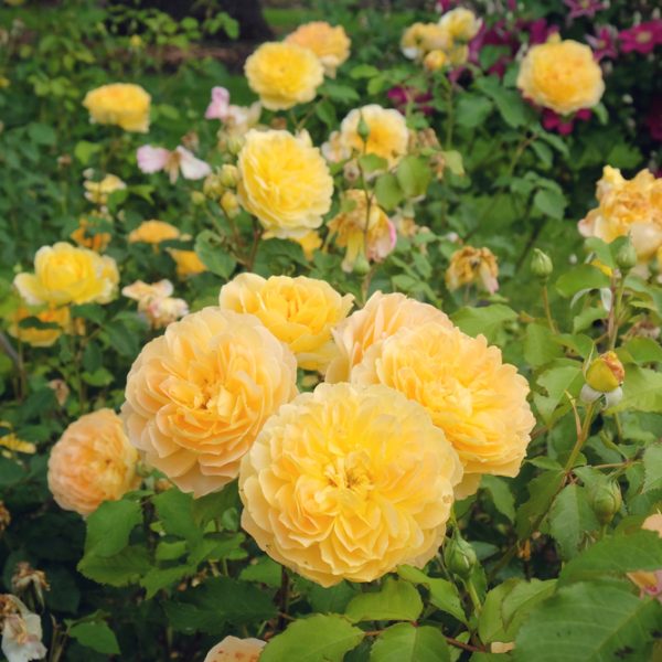 A cluster of blooming Rose 'Megan Louise' Bush Form flowers, with vibrant yellow petals, is surrounded by lush green leaves and other garden blooms.