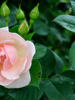 The Rose 'Megan Louise' Bush Form features light pink blooms in full display with three rosebuds, all set against lush green foliage.