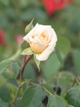 A pale yellow Rose 'Megan Louise' bush bud is surrounded by green leaves, with blurred red flowers in the background.