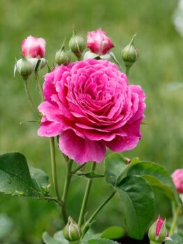 A vibrant Rose 'Megan Louise' bush in full bloom with several rosebuds and green leaves, set against a blurred grassy background.