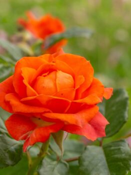 A close-up of a Rose 'Megan Louise' Bush Form bloom, displaying vibrant orange petals amid green leaves, set against a softly blurred green and pink background.