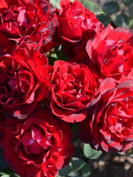 A cluster of vibrant Rose 'PS I Love You®' blooms with lush green leaves, captured outdoors in natural sunlight.