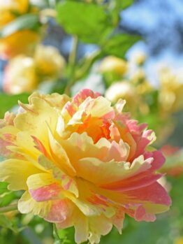 A close-up of Rose 'Megan Louise' Bush Form in full bloom, showcasing its vibrant yellow and pink petals among green leaves, with softly blurred roses in the background.