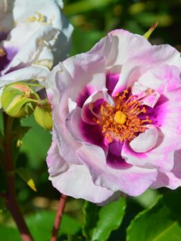 A close-up of a blooming Rose 'Paul Cezzane®' Delbard Bush Form, displaying its pink and white petals with a yellow center, surrounded by green leaves and buds.