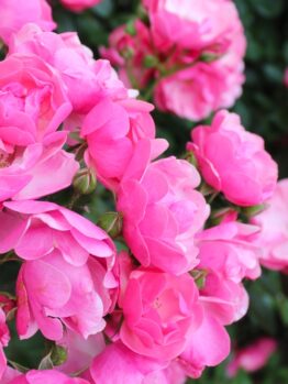 A cluster of vibrant Rose 'Paul Cezzane®' Delbard Bush Form blooms, with lush green leaves in the background.