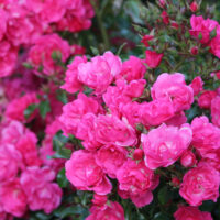 Clusters of vibrant pink 'Pink Forest Rose' 3ft Standard blooms stand out amid green leaves and unopened buds in the background.