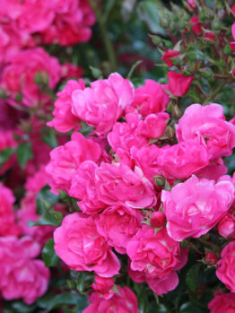 Clusters of vibrant pink 'Pink Forest Rose' 3ft Standard blooms stand out amid green leaves and unopened buds in the background.