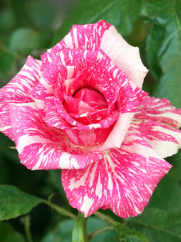 A close-up of a Rose 'Pink Illusion' Bush Form in bloom, showcasing its pink and white striped petals amid lush green leaves.