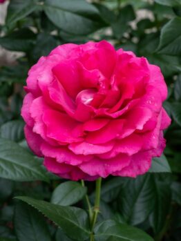 A close-up of the vibrant pink Rose 'Pretty Lady™' Bush Form in full bloom, set against lush green leaves and garden soil in the background.