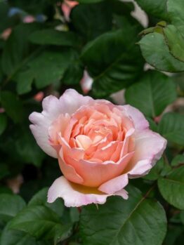 A single pale pink Rose 'Paul Cezzane®' Delbard Bush Form in full bloom is surrounded by green leaves.