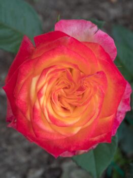 A close-up of Rose 'Paul Cezzane®' Delbard Bush Form, featuring yellow petals with red-edged tips, lush green leaves, and a softly blurred natural background.