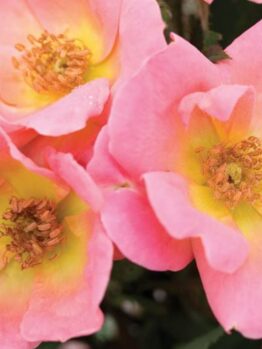Three 'Blushing Knockout®' bush rose flowers with yellow centers and visible stamens cluster together, surrounded by lush green foliage.