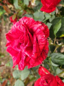 Close-up of a blooming Rose 'Paul Cezzane®' Delbard Bush Form with variegated red petals, surrounded by green leaves and other roses in a garden setting.