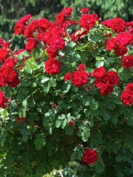 A lush Rose 'Red Success' bush blooms with vibrant flowers and green leaves, set against a backdrop of softly blurred evergreen trees.
