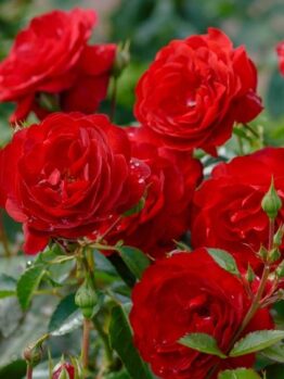 A cluster of blooming Rose 'Paul Cezzane®' Delbard Bush Form, featuring elegant red flowers with green leaves and several rosebuds in a garden setting.
