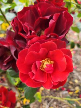 Close-up of vibrant red Rose 'Paul Cezzane®' Delbard Bush Form in bloom, with green leaves and a softly blurred background of soil and scattered petals.