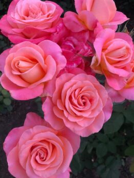 A cluster of six blooming pink Rose 'Paul Cezzane®' Delbard Bush Form (Copy) with green leaves in the background.
