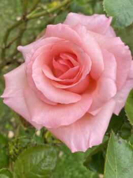 A close-up of a single pink rose in bloom with green leaves and an out-of-focus grassy background.