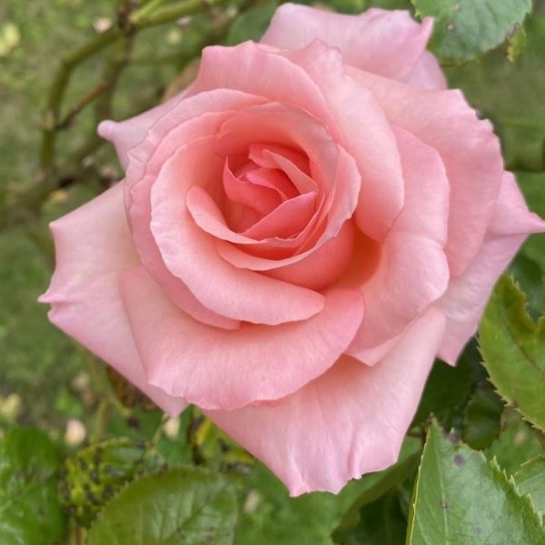A close-up of a single pink rose in bloom with green leaves and an out-of-focus grassy background.