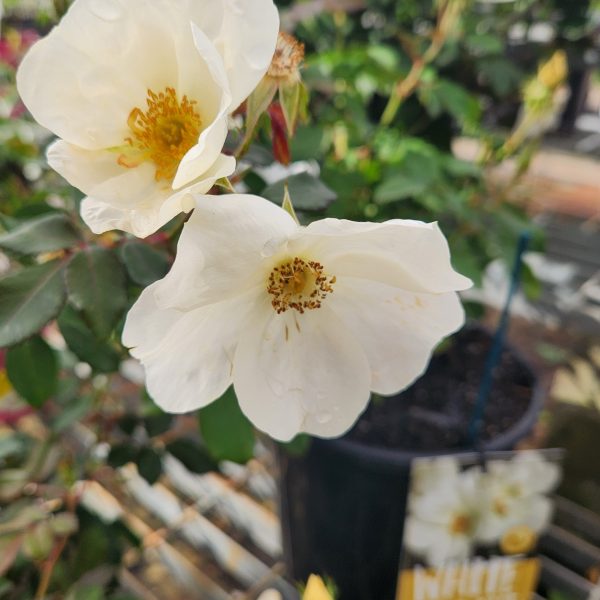 White blooms and green leaves adorn the Rose 'White Knockout®' Bush Rose in a pot, with a "WHITE" tag visible in the background.