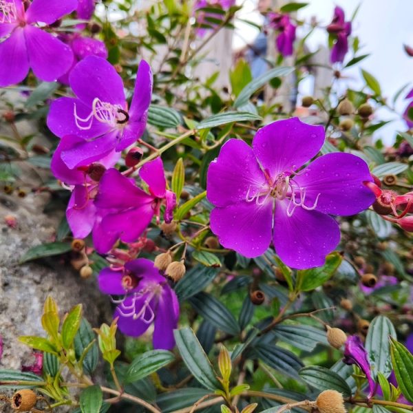Purple flowers with five petals and white stamens grow among green leaves and unopened buds, with a rock and partly cloudy sky in the background.