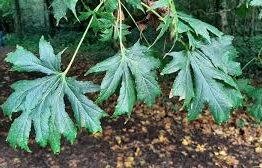 Close-up of Acer 'Eagle's Claw Maple' leaves—green and lobed—on a branch, with a blurred forest backdrop. Supplied in a 10" pot, perfect for container growing.
