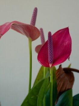 Close-up of Anthurium 'Alexia Allure' in a 7’’ pot, showcasing two vibrant flowers and glossy green leaves against a light background.