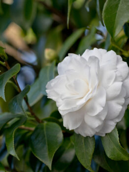 A single white camellia flower in full bloom surrounded by green leaves.