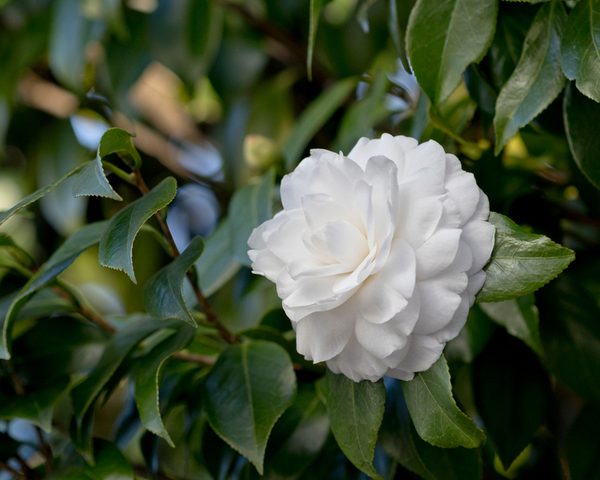 A single white camellia flower in full bloom surrounded by green leaves.