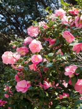 A bush with numerous pink camellia flowers in bloom, surrounded by dense green leaves, with sunlight shining through and trees in the background.