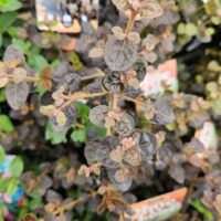 Close-up of a plant with oval, mottled green and brown leaves and small pink buds, surrounded by other similar plants and plant tags in the background.