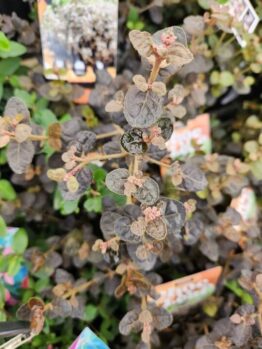 Close-up of a plant with oval, mottled green and brown leaves and small pink buds, surrounded by other similar plants and plant tags in the background.