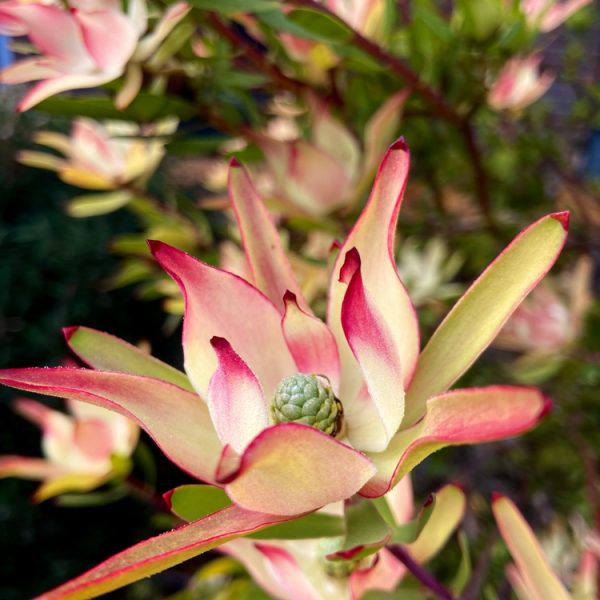 Leucadendron 'Baby Bouquet' 6" Pot features pink and cream pointed petals with a green cone center, surrounded by lush foliage—perfect for vibrant floral displays.