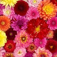A variety of colorful dahlias in shades of red, pink, yellow, and orange are arranged closely together, filling the entire frame.
